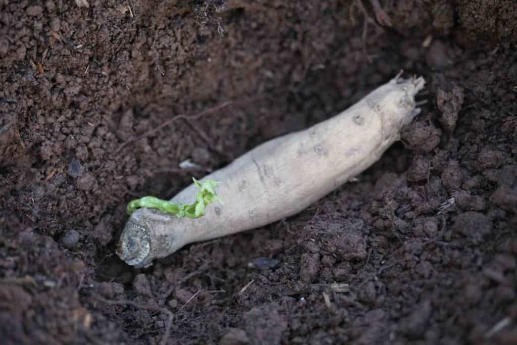a sprouting dahlia tuber in a hole in the ground being planted