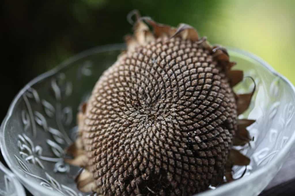 a brown sunflower head in a bowl preparing to harvest the seeds from the sunflower