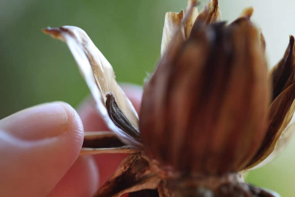 a hand pulling the dahlia bract back to reveal the dahlia seed inside