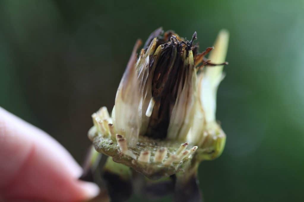 pull the dahlia seed pod apart