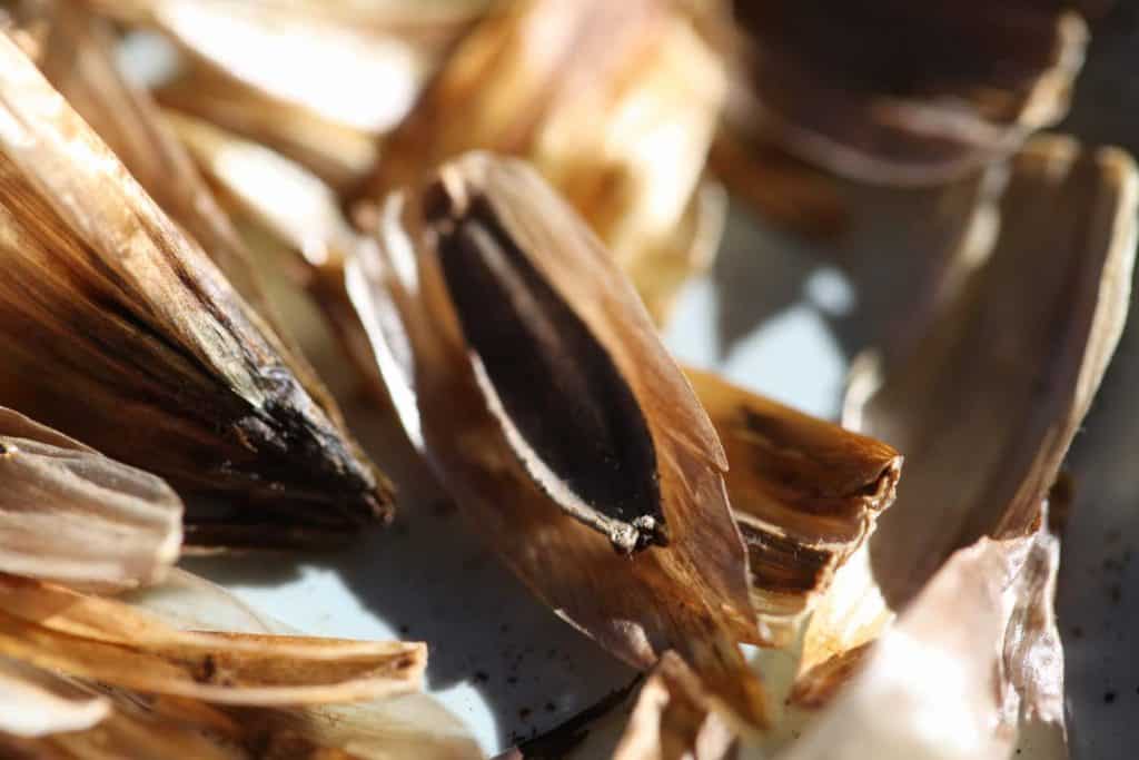 a dahlia seeds in chaff, showing how to collect dahlia seeds