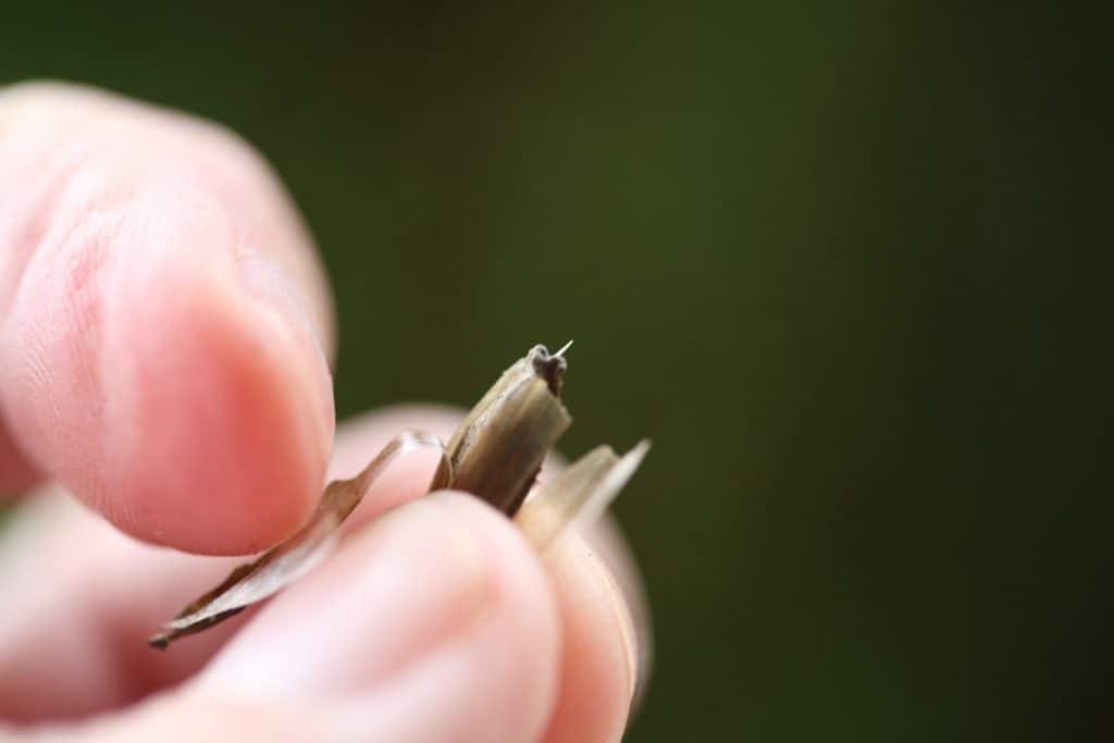 a hand revealing a dahlia seed amongst the chaff, showing how to collect dahlia seeds