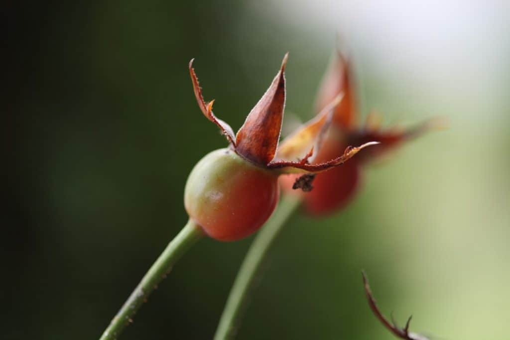 two blush coloured rosehips against a blurred green background