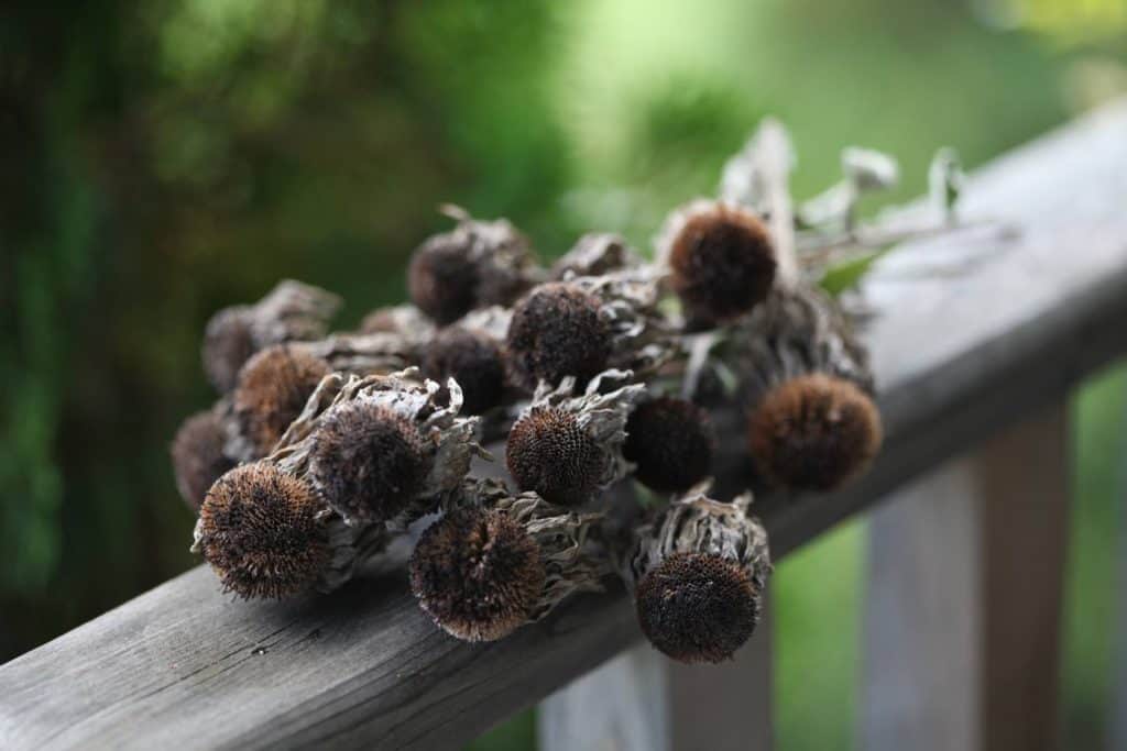 rudbeckia seedheads on a wooden railing, showing how to harvest flower seeds