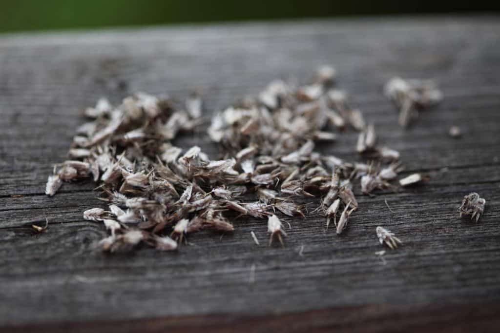 sea holly seeds on a wooden railing, showing how to harvest flower seeds