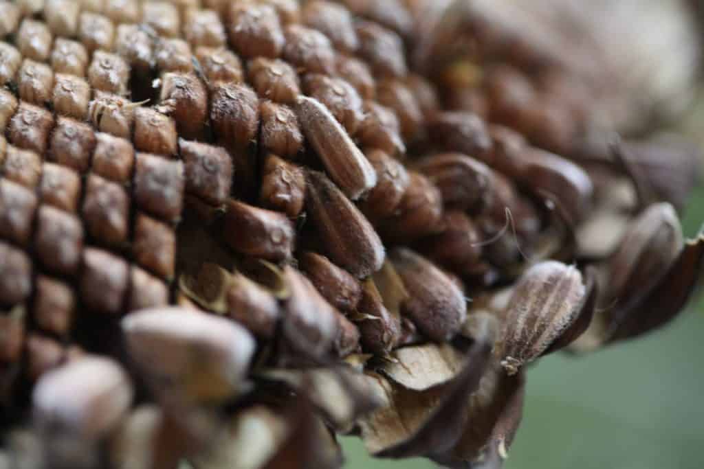 brown seeds are loose in the sunflower head and easily fall out