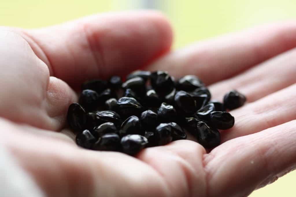 a hand holding shiny black daylily seeds, showing how to harvest flower seeds
