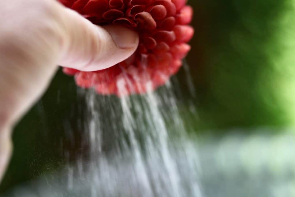 a hand holding a dahlia showing silica gel falling from a dried dahlia flower
