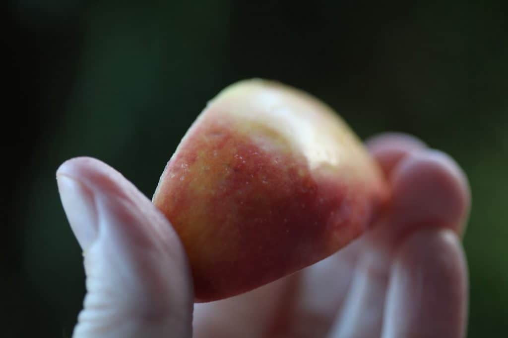 a hand holding up an apple wedge showing the red and yellow skin, against a blurred green background