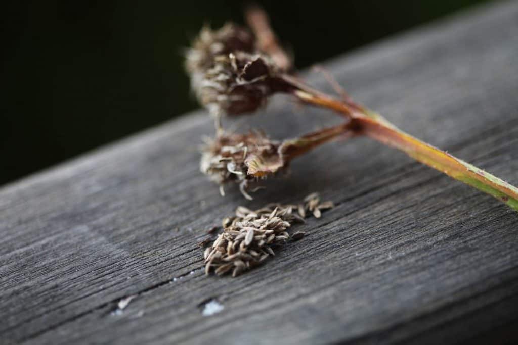 statice seeds and seedheads on a grey wooden railing