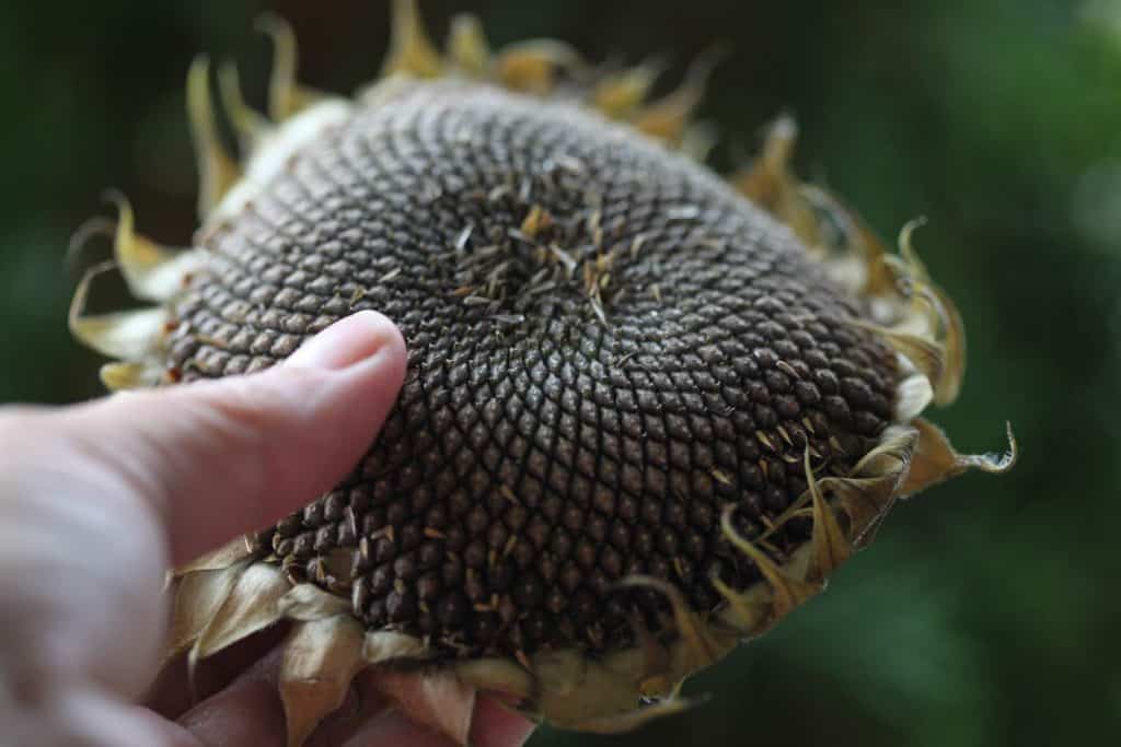 a hand holding a sunflower head harvested for seed