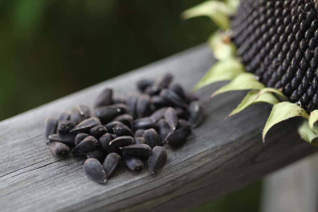 black sunflower seeds on a wooden railing next to a partially visible sunflower