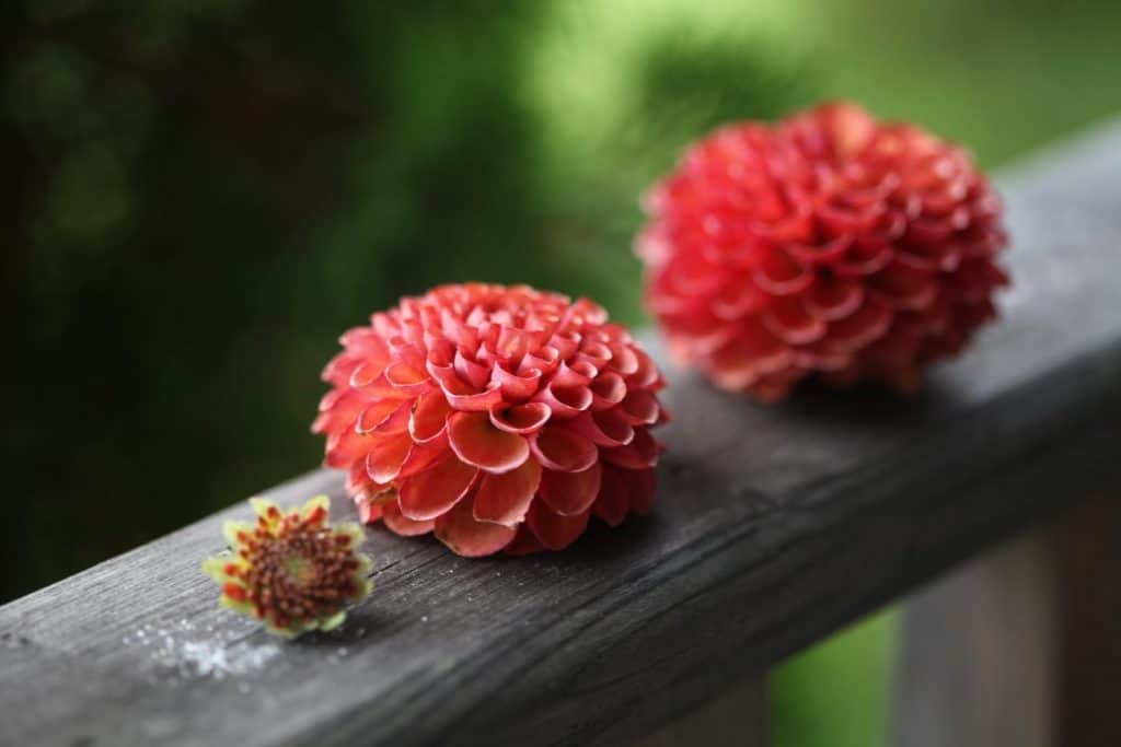 three orange pompom dahlias dried with silica gel