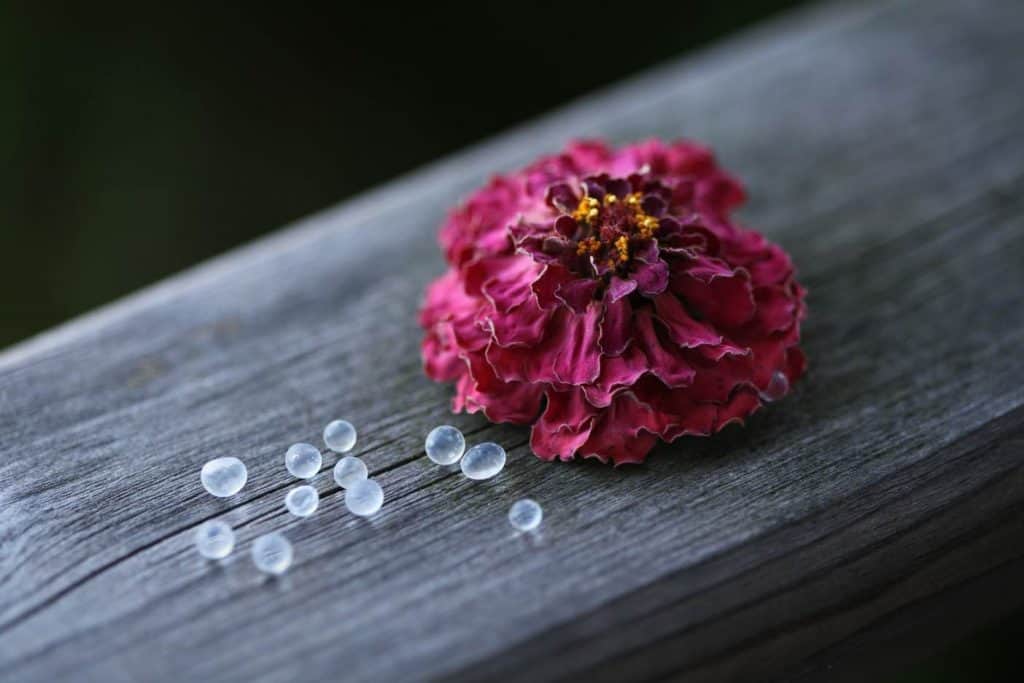 a dried zinnia on a wooden railing