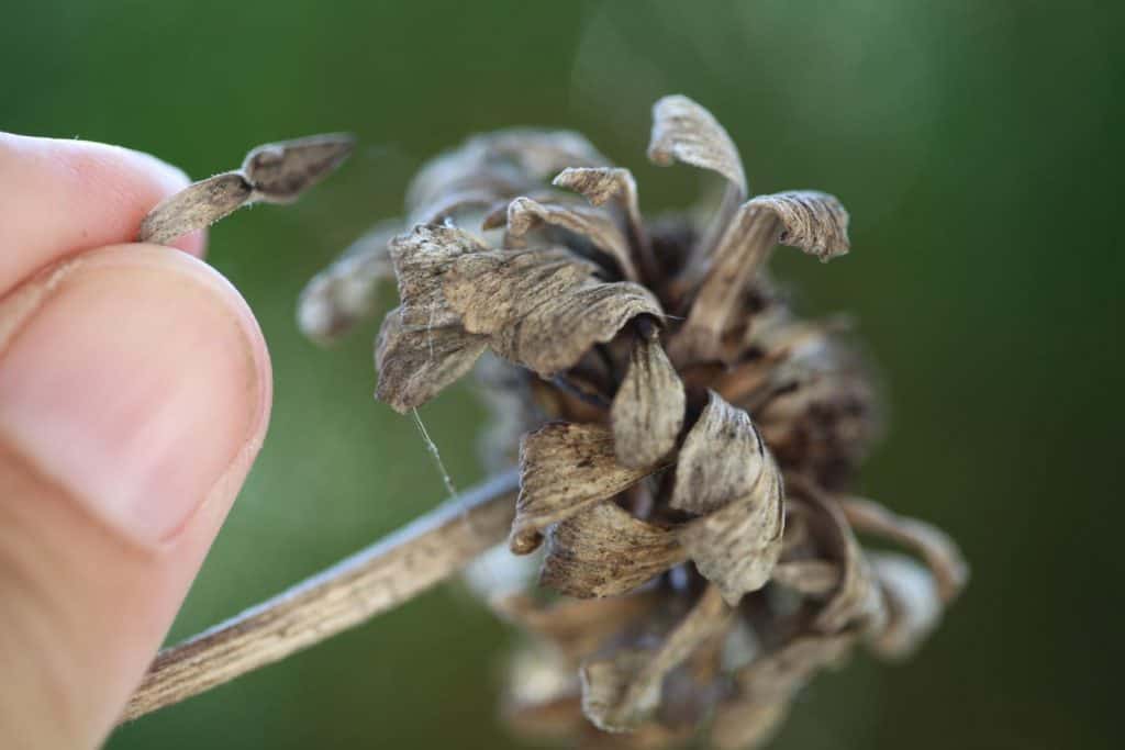 zinnia flower head and seed at base of ray floret