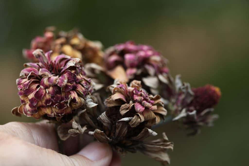 a hand holding dry zinnia seed heads