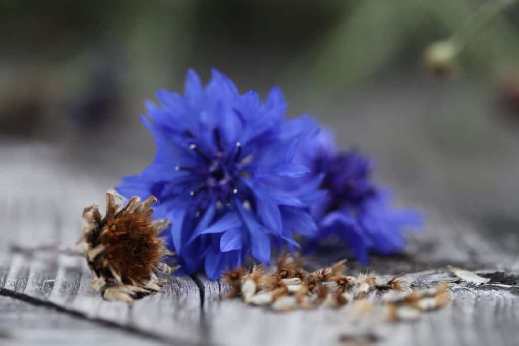 Bachelor Button blooms , pod, and seeds on a grey wooden railing