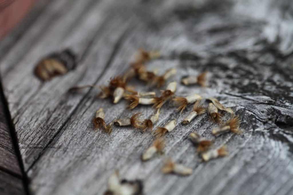 Bachelor Button seeds on a grey piece of weathered wood