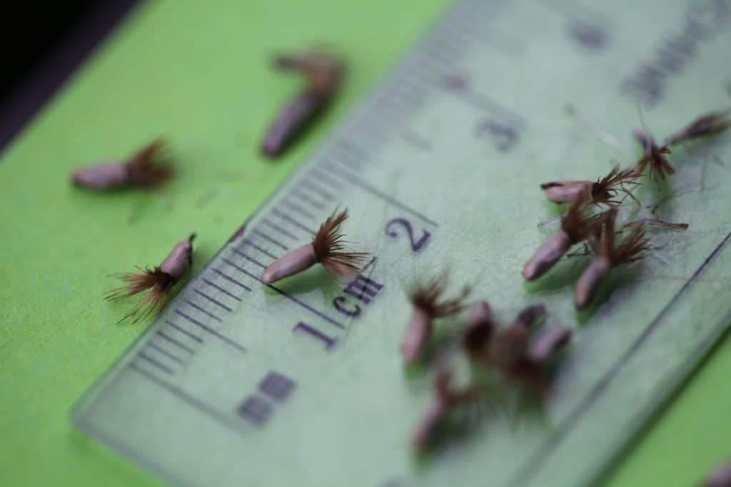 Bachelor Button seeds on a ruler showing that the seeds are approximately 0.5 cm long