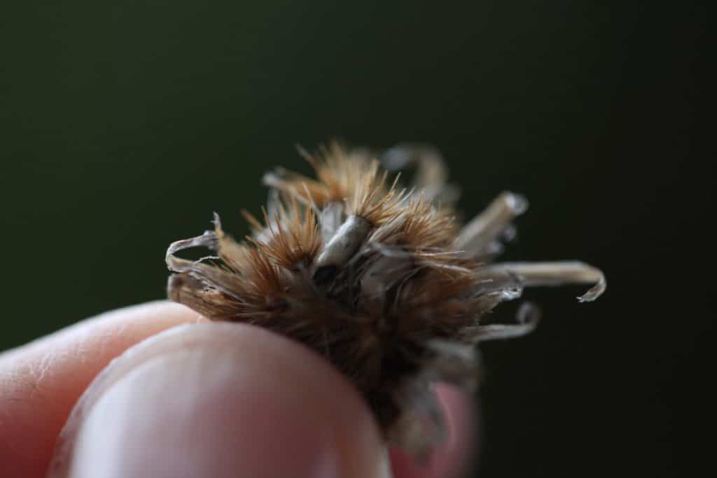 a hand holding Bachelor Button seeds falling out of the seed head