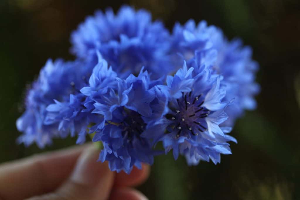 a hand holding a bouquet of blue bachelor button flowers