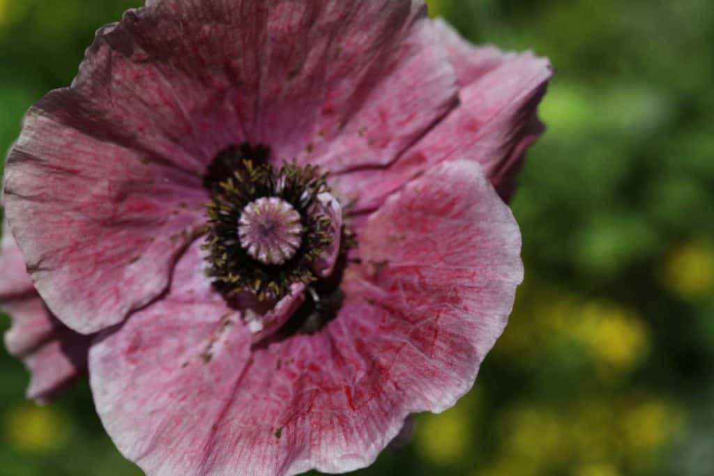 a pink Shirley Poppy in the garden