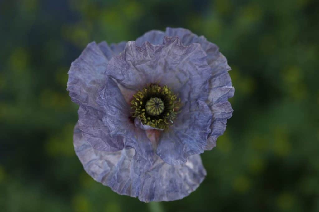 a lilac coloured poppy against a blurred green background