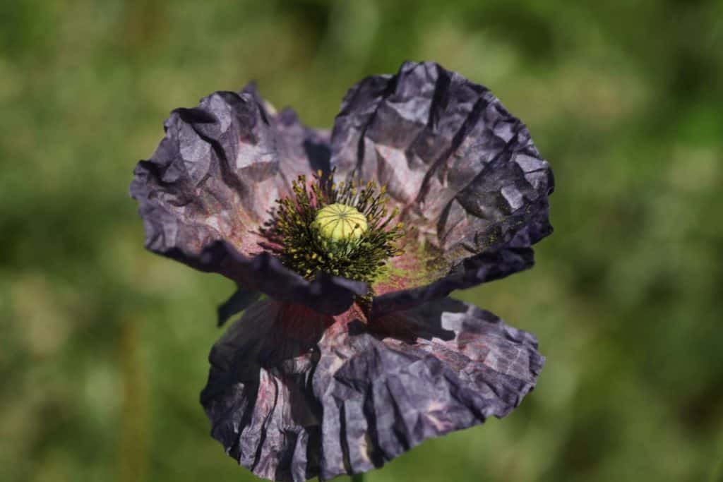 a purple self seeded Shirley Poppy in the garden