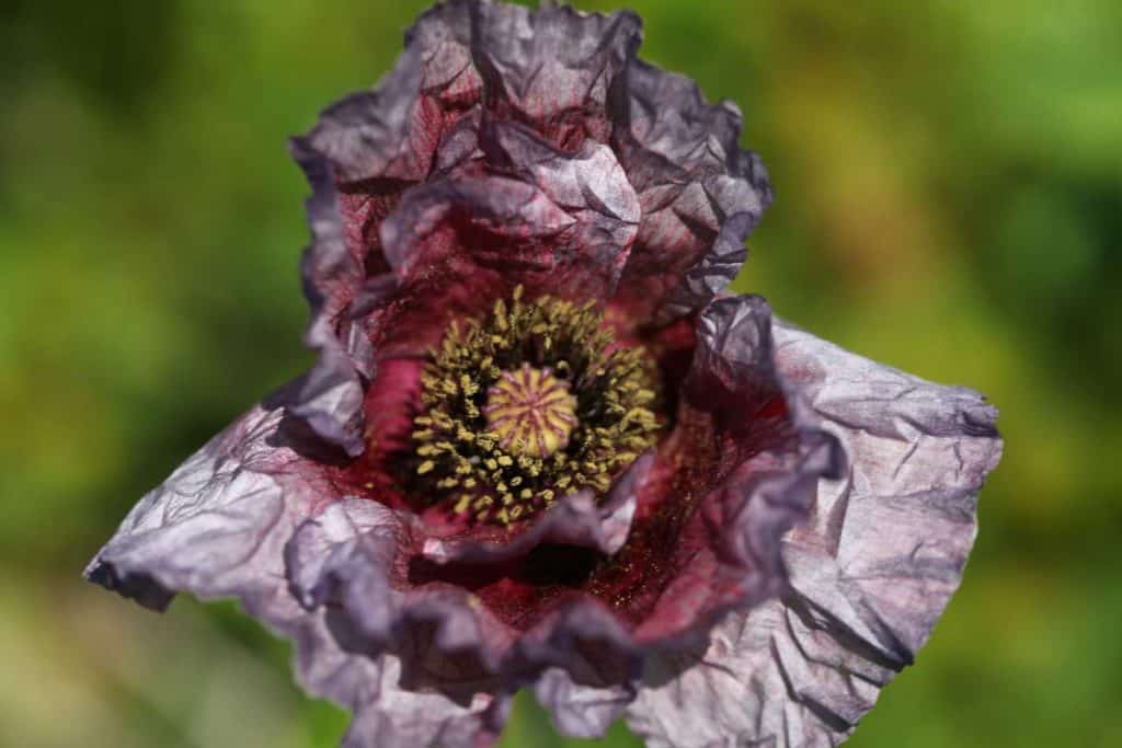 a purple grey Shirley Poppy against a blurred green background