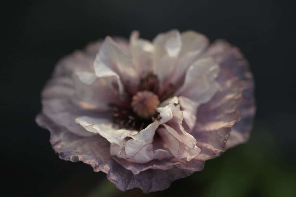 Shirley Poppy Amazing Grey against a black background