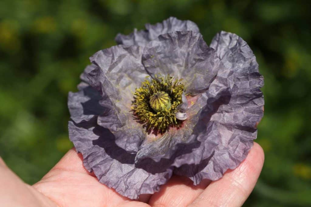 a hand holding Shirley Poppy amazing grey against a blurred green background