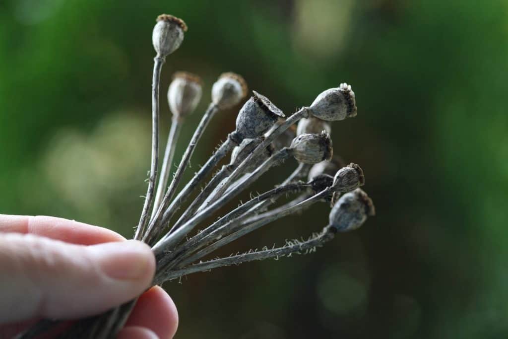 a hand holding Shirley Poppy pods full of mature seeds, showing how to grow Shirley Poppies