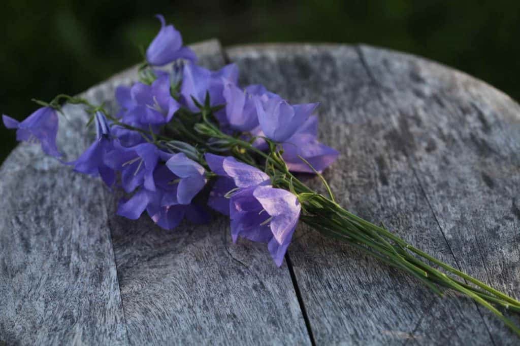 a bouquet of purple campanula on a weathered wooden table  in the garden