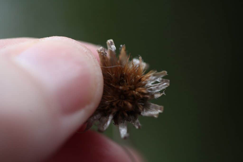 a closeup of a hand holding a seed head
