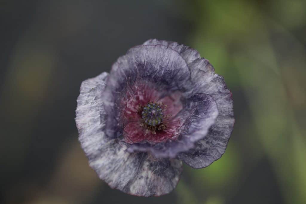 amazing grey poppy in the garden