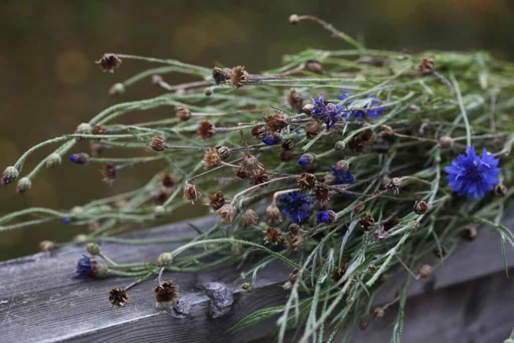 bachelor buttons plant harvested for seeds at seasons end