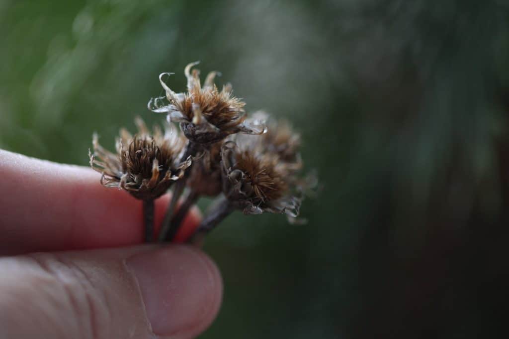 bachelor button seed heads- note the brown spiky centres full of seeds