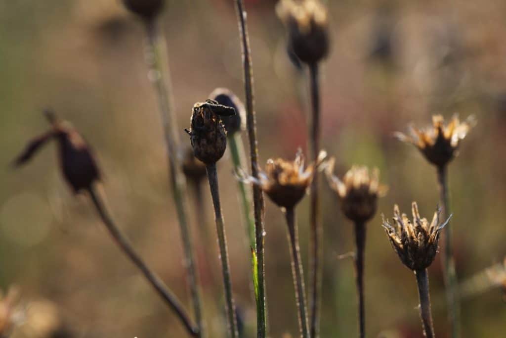 brown  Bachelor Button seed pods in the garden shining in the sunlight