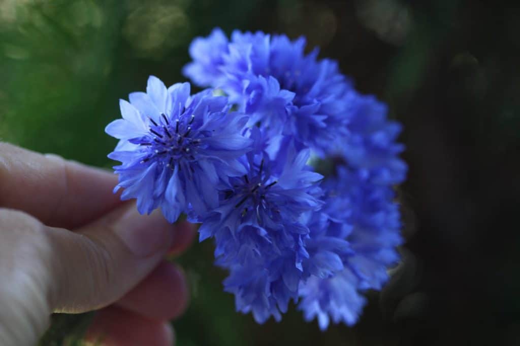 a hand holding a small bouquet of blue bachelor button flowers