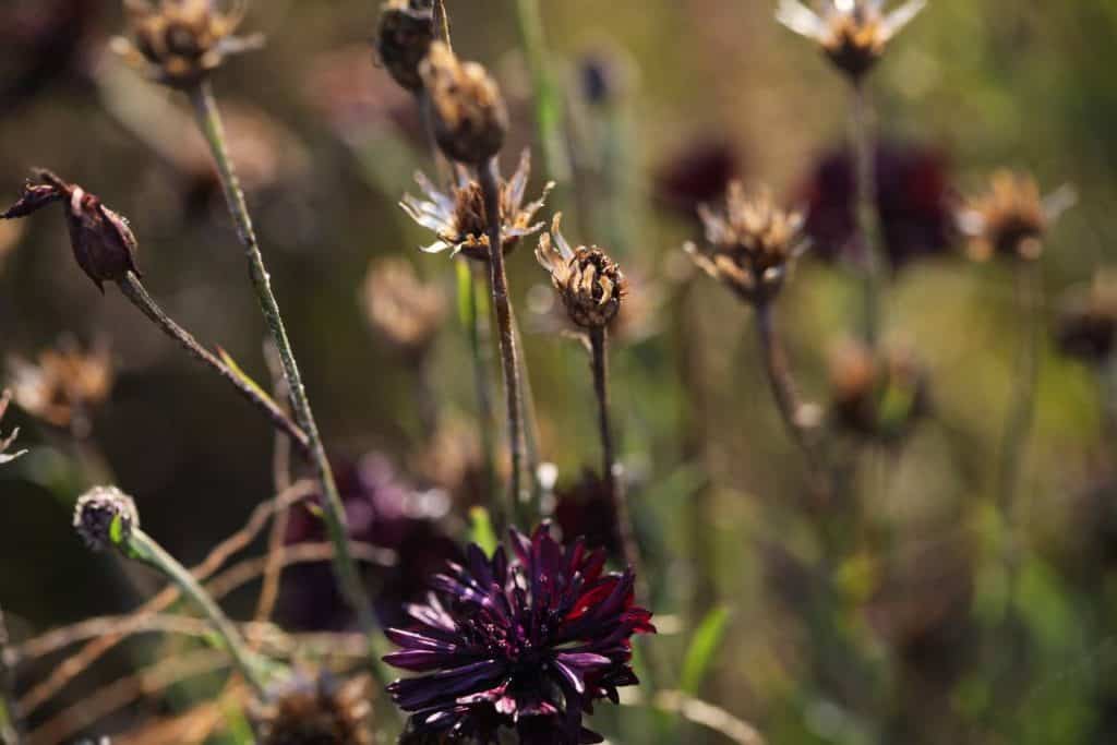 bachelor buttons in the garden, forming seed heads