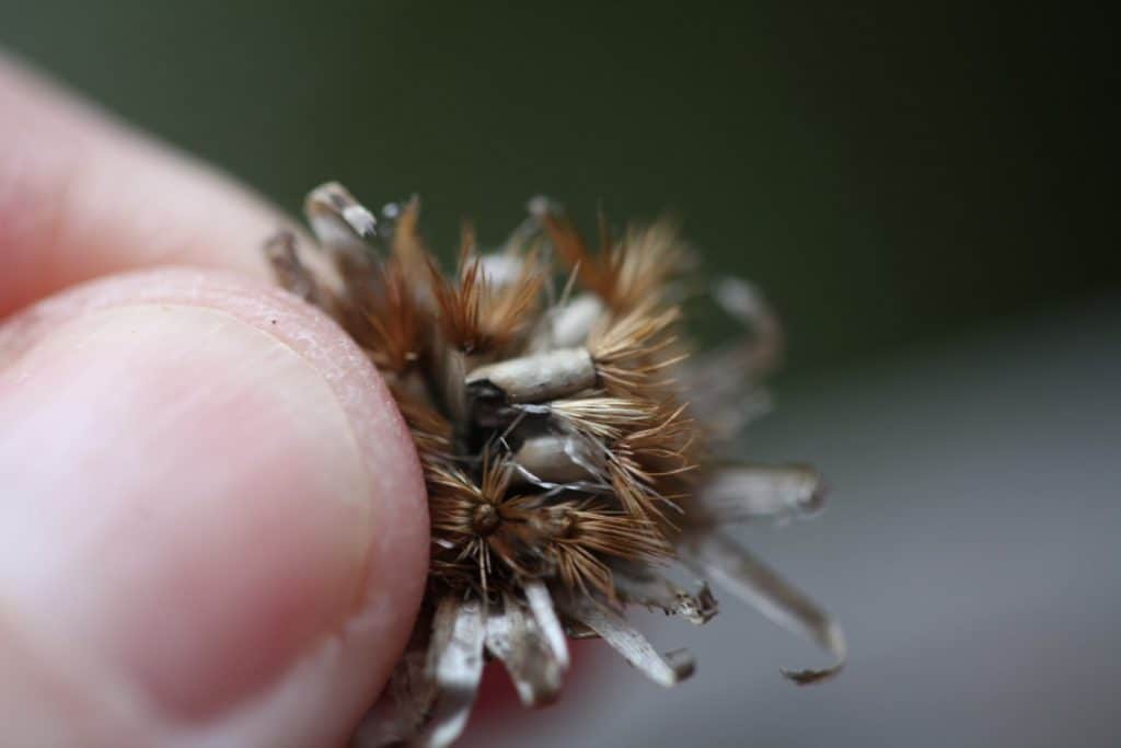 a hand holding bachelor buttons seeds spilling from the seed head