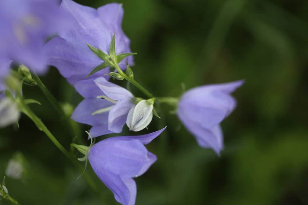 campanula blooms against a blurred green background