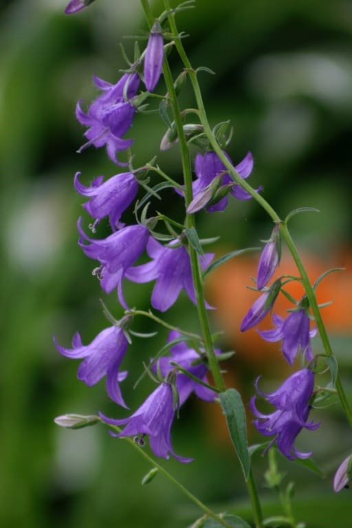 purple campanula in the garden against a blurred background