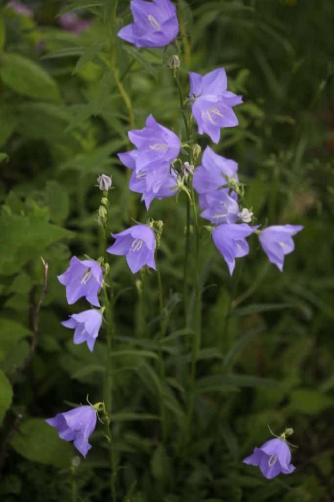 campanula in the garden