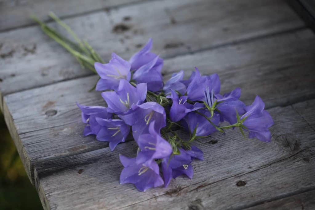 a bouquet of purple flowers 