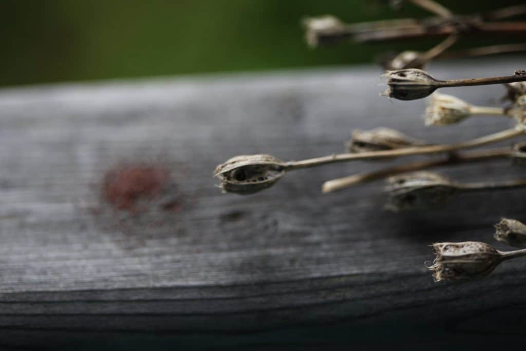 mature campanula seed pods