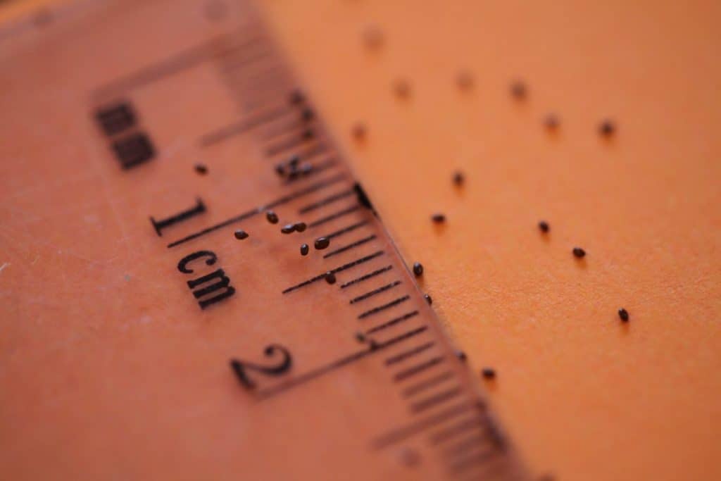 campanula seeds on a ruler showing the size of the seeds