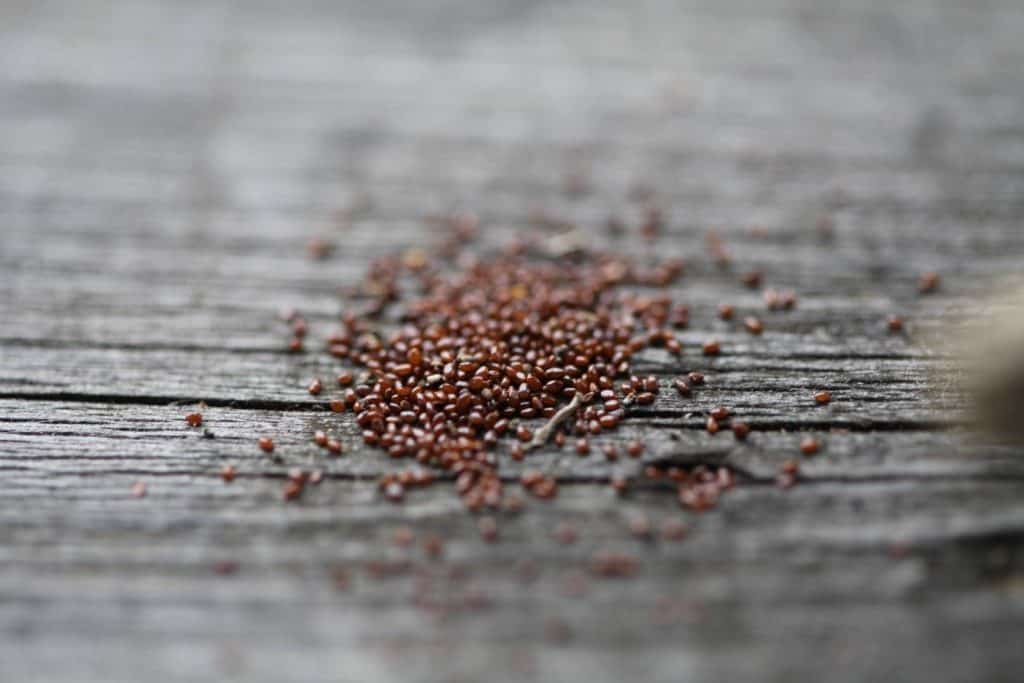 a pile of campanula seeds on grey wood
