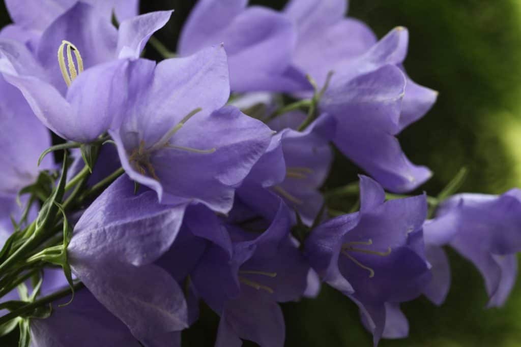 purple bell shaped campanula blooms against a blurred background