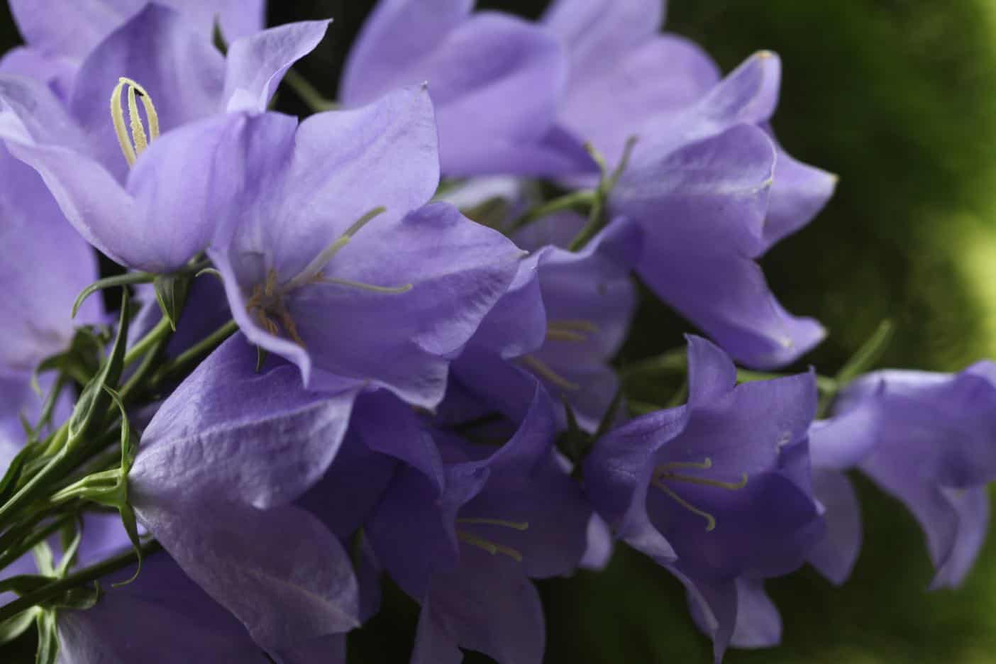 Campanula Flower Indoor Care | Best Flower Site